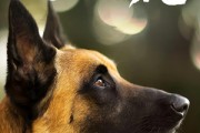 短剧《忠犬飞虎》33集短剧在线速看全集无压力