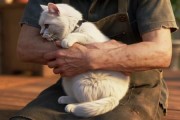 短剧《萌猫归途》51集短剧免费在线追完整剧集