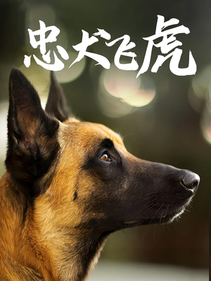 忠犬飞虎（33集）短剧推荐来了