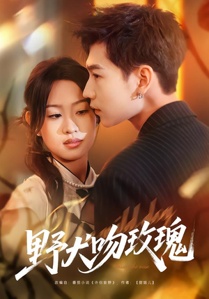 野犬吻玫瑰（70集）一起追短剧