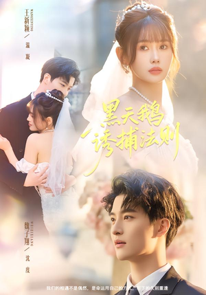 黑天鹅诱捕法册（80集）短剧免费看全集